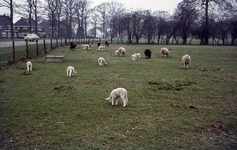 804434 Gezicht op een wei met lammetjes en schapen langs de Koningsweg te Utrecht.